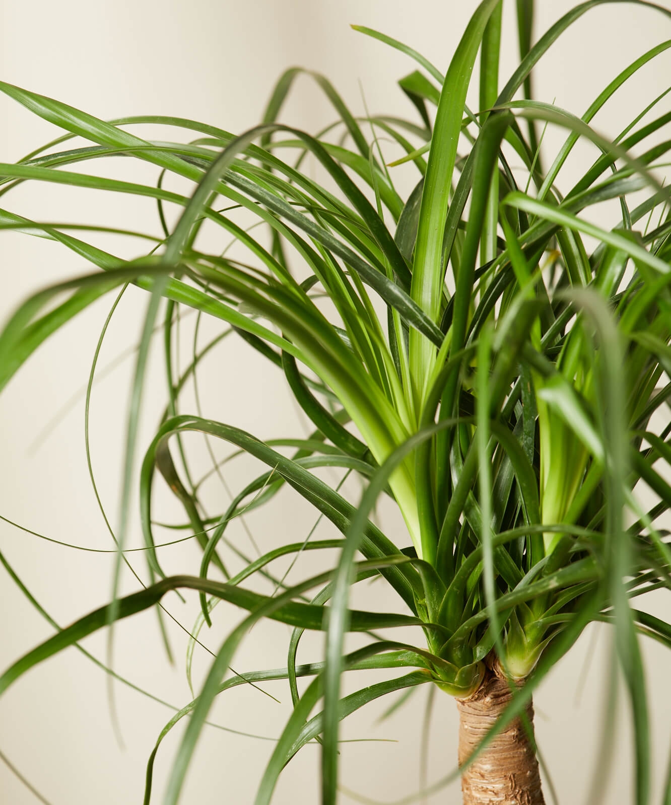 Ponytail Palm, Slate Pot - Image 1