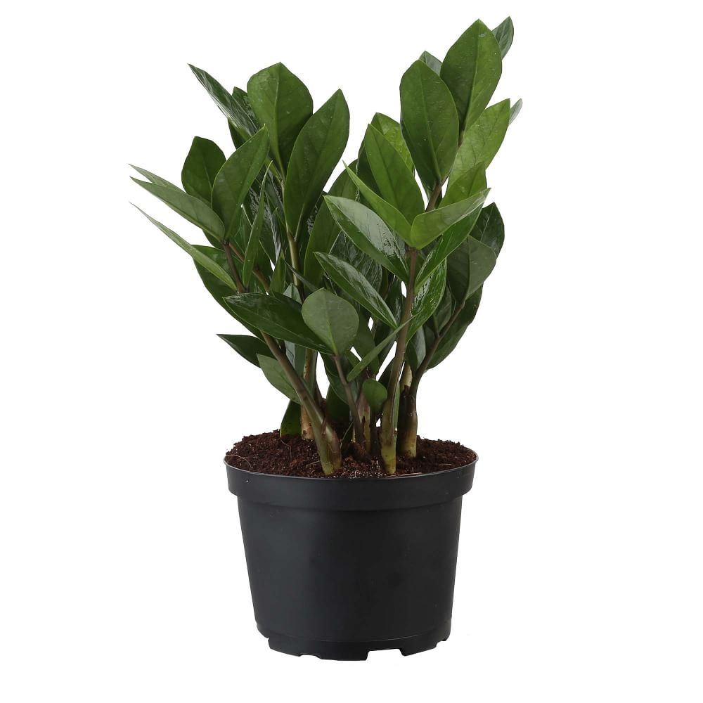 Live ZZ Plant in 6" Grower Pot - Image 0