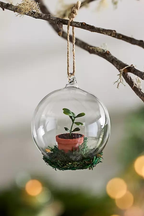 Succulent Glass Globe Ornament - Image 0