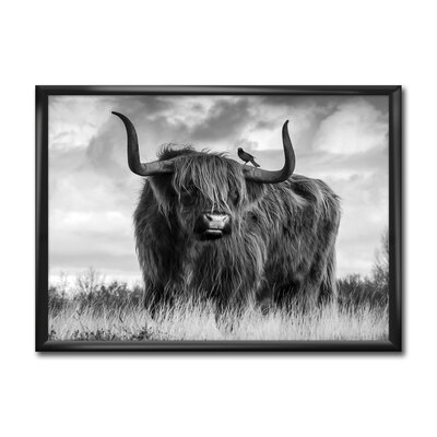 'Longhaired Scottish Bull' - Picture Frame Print on Canvas - Image 0