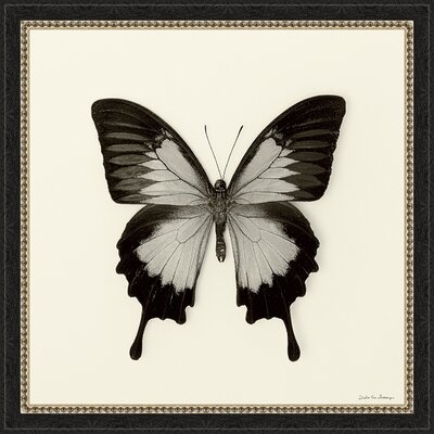 'Butterfly III BW' - Picture Frame Graphic Art Print on Paper - Image 0