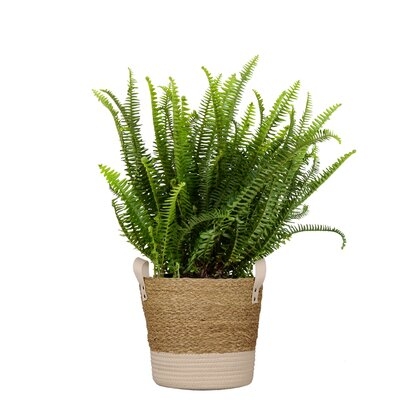 Kimberly Fern Live Indoor Houseplant  In 10 Inch Beige And White Whicker Basket - Image 0