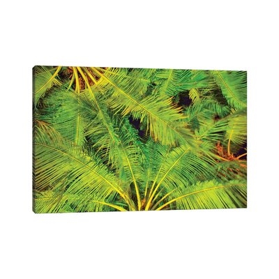 Dancing Palm Fronds by Mark Paulda - Wrapped Canvas Photograph Print - Image 0