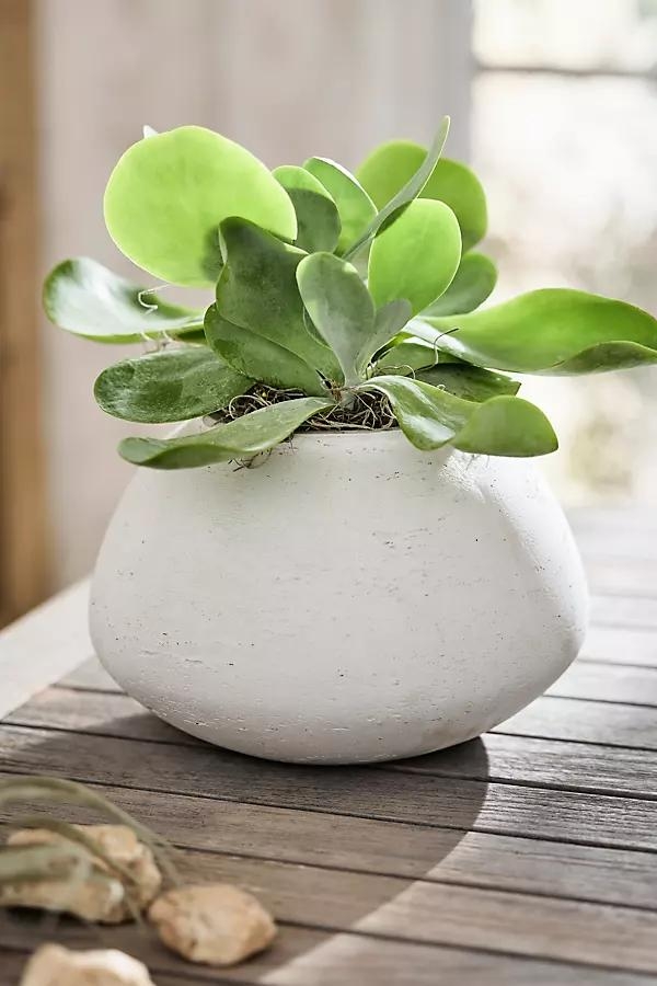 Rounded Jar Cement Planter - Image 0