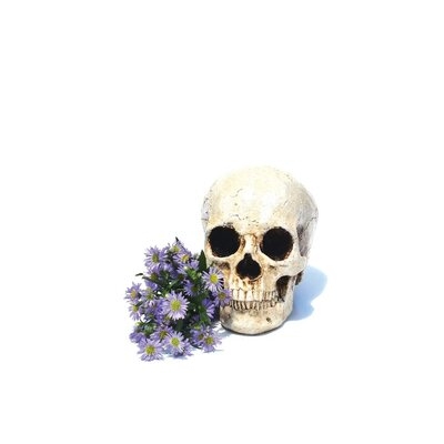 Skull & Daisies by Jonathan Brooks - Wrapped Canvas Gallery-Wrapped Canvas Giclée - Image 0