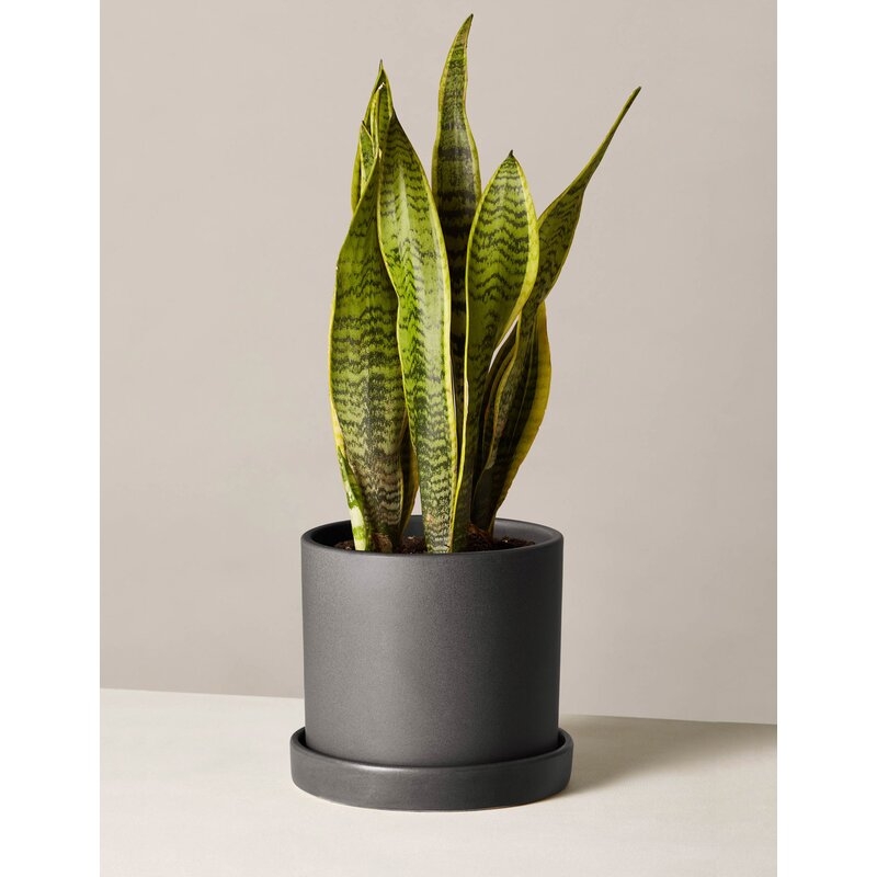 The Sill Live Snake Plant in Pot Size: 25" H x 7" W x 7" D, Base Color: Black - Image 0