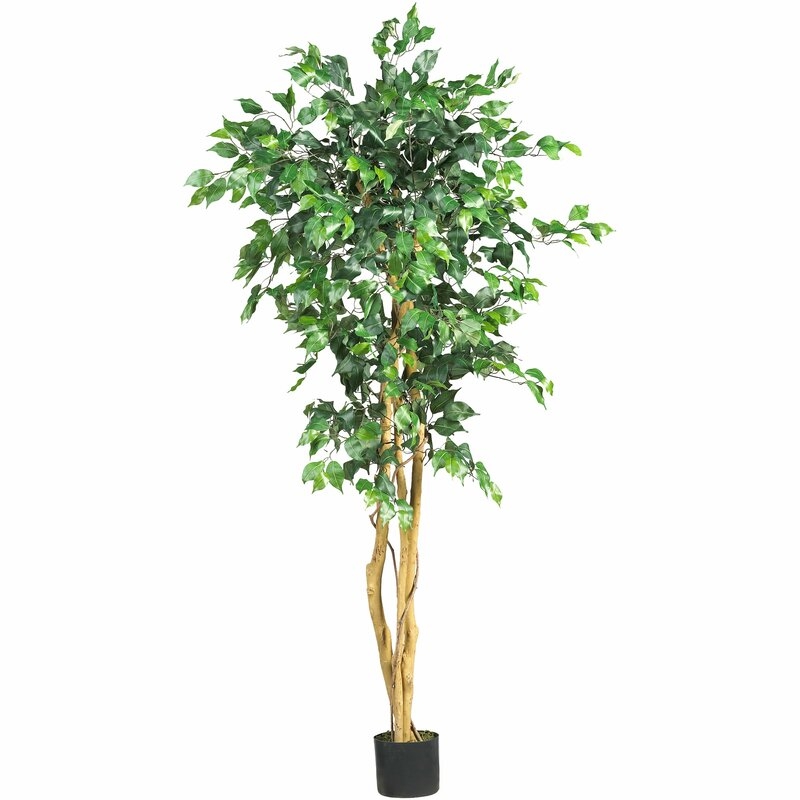 Artificial Ficus Tree in Planter, 60" - Image 0