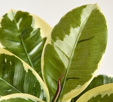 Faux Potted Houseplant, Rubber Tree - Image 1