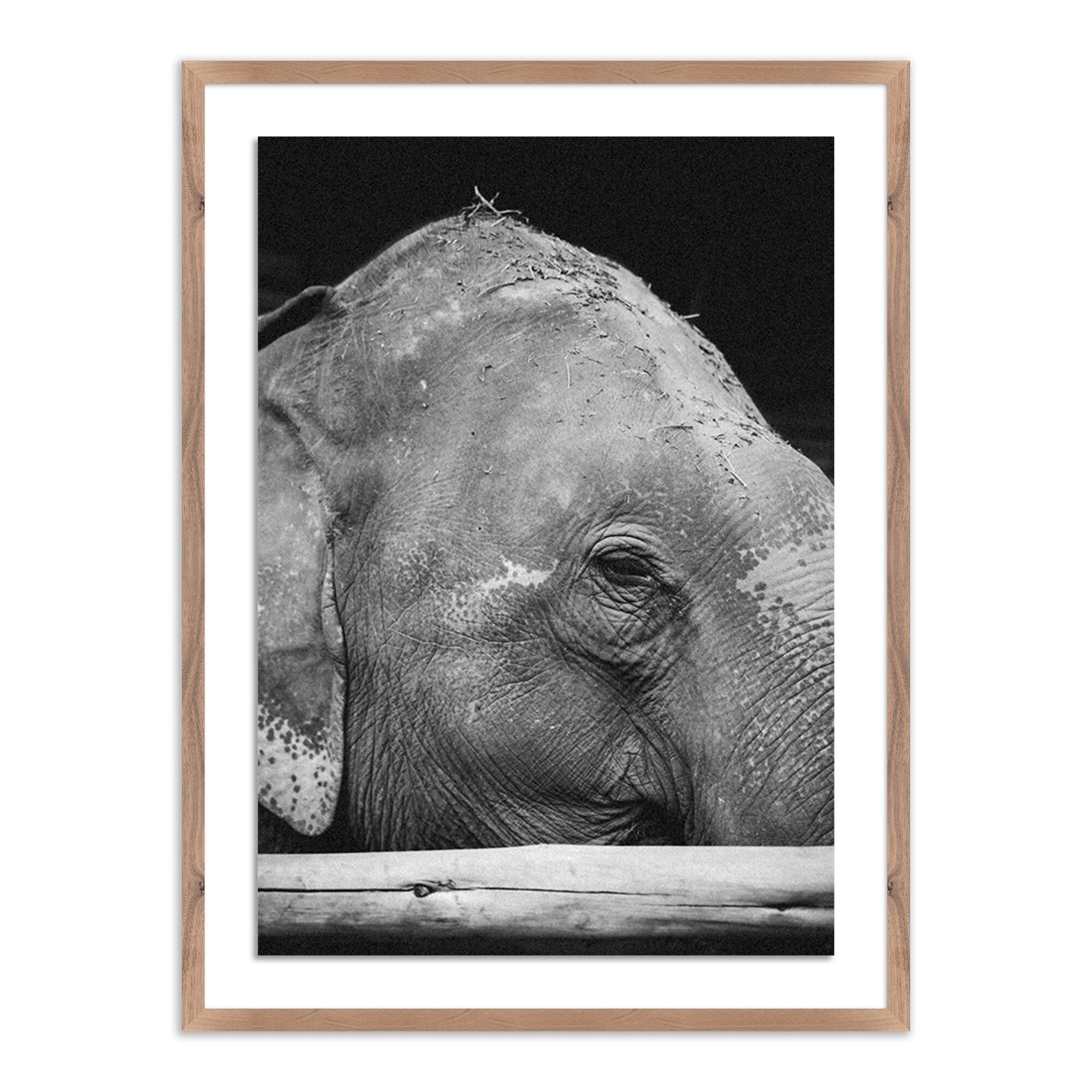 Tough Skin by Wesley and Emma Teague - Rustic 1.5 Walnut - Image 0