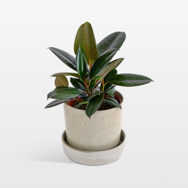 Live Ficus Burgundy Plant 6" in Tan Ceramic Pot - Image 0