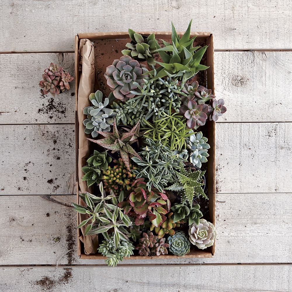 Succulents, Small Assorted - Image 0