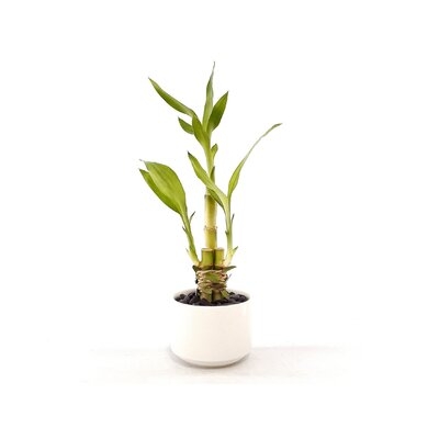 Live Bamboo Tree in Pot - Image 0