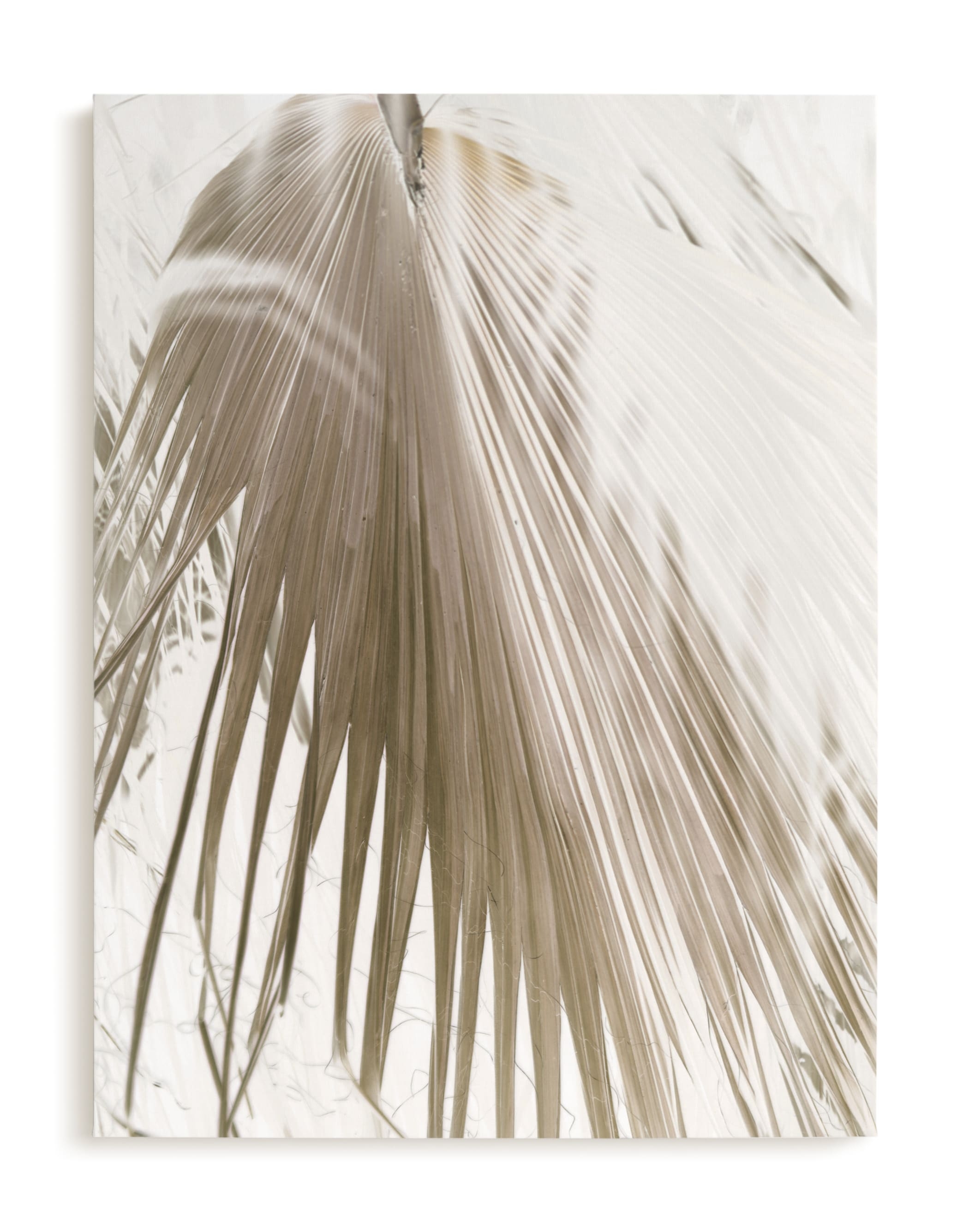 Vanilla Palm Limited Edition Fine Art Print 1 - Image 0