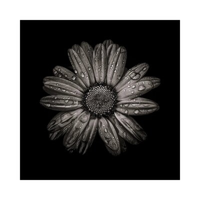 Black And White Daisy IV by Brian Carson - Wrapped Canvas Photograph - Image 0
