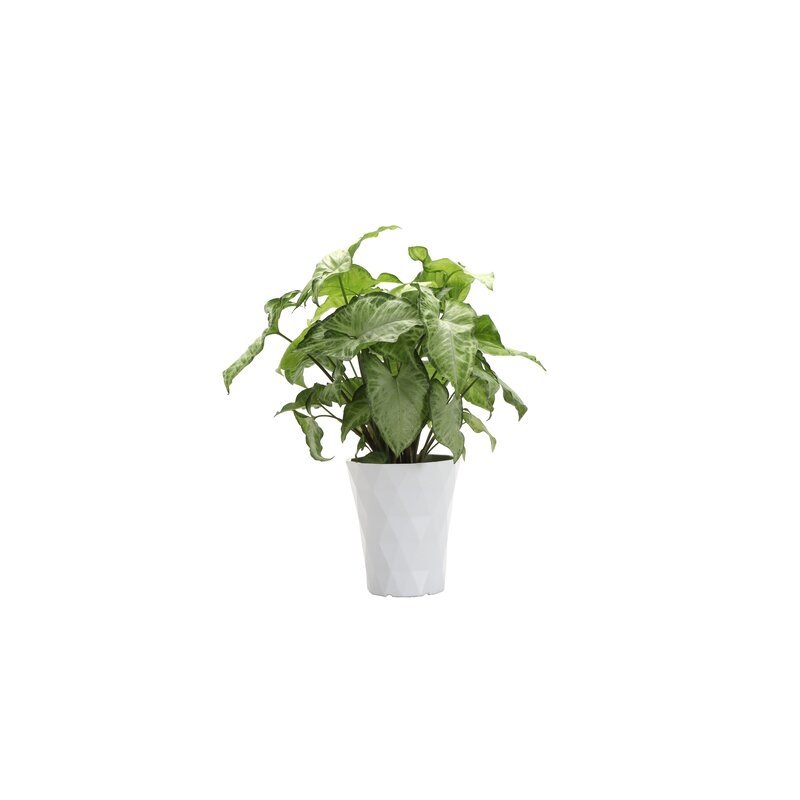 Thorsen's Greenhouse Live White Butterfly Plant in Modern Planter - Image 0