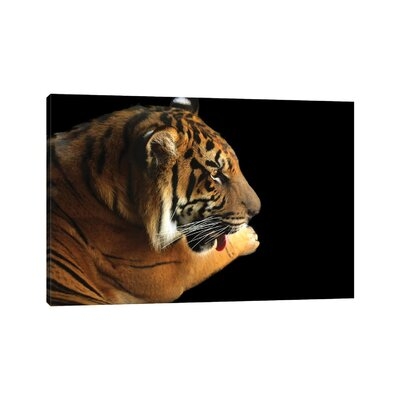 Tiger On Black by Alison Frank - Gallery-Wrapped Canvas Giclée - Image 0