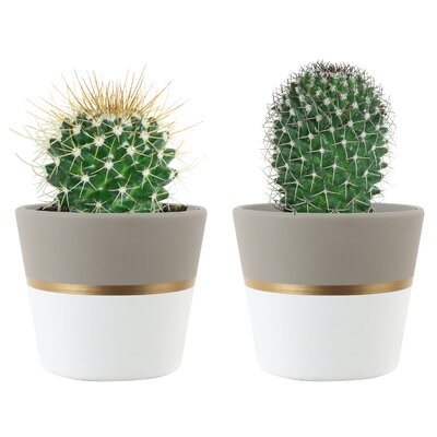 2 Live Cactus Succulent in Planter Set - Image 0