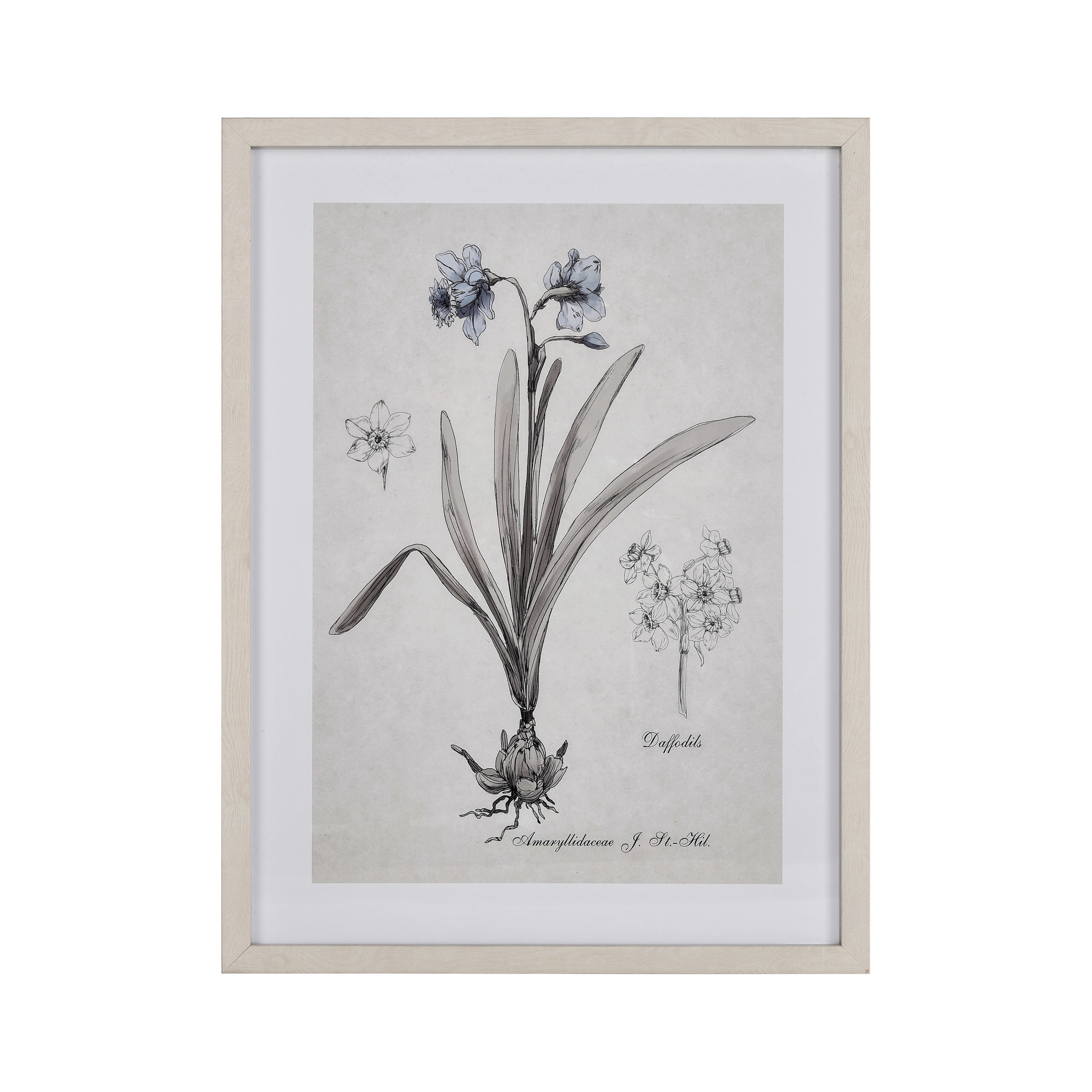 Daffodil Botanic Framed Wall Art - Image 0