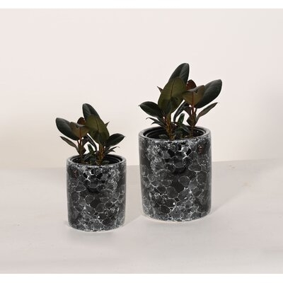 Live Plant Rubber Tree With Ceramic Planter Pots 5'' And 6'' Indoor Plants - Image 0