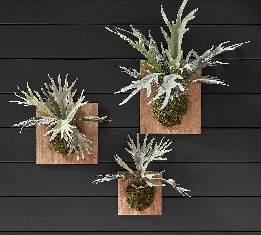 Staghorn Wall Art, Set of 3 - Image 0