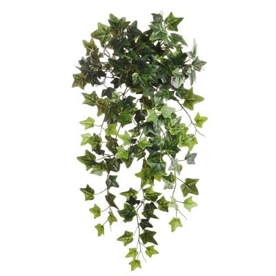 Voluminous Ivy Plant - Image 0