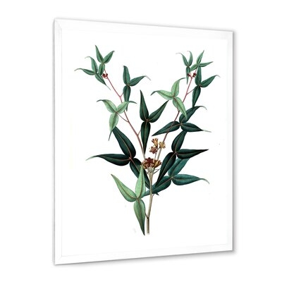 Vintage Green Leaves Plants VIII - Traditional Canvas Wall Art Print FDP35472 - Image 0