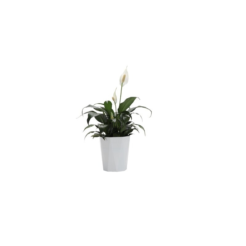 Thorsen's Greenhouse 21" Live Spath Plant Size: 21" H x 6" W x 6" D, Base Color: White - Image 0