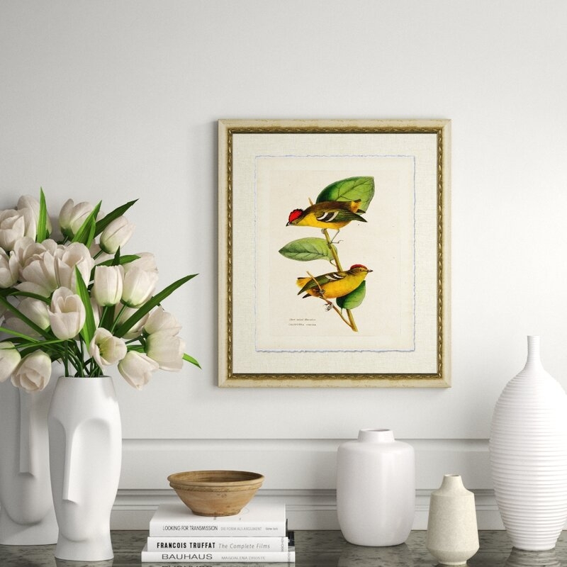 Wendover Art Group 'Short Tailed Manakin' Framed Graphic Art Print - Image 0