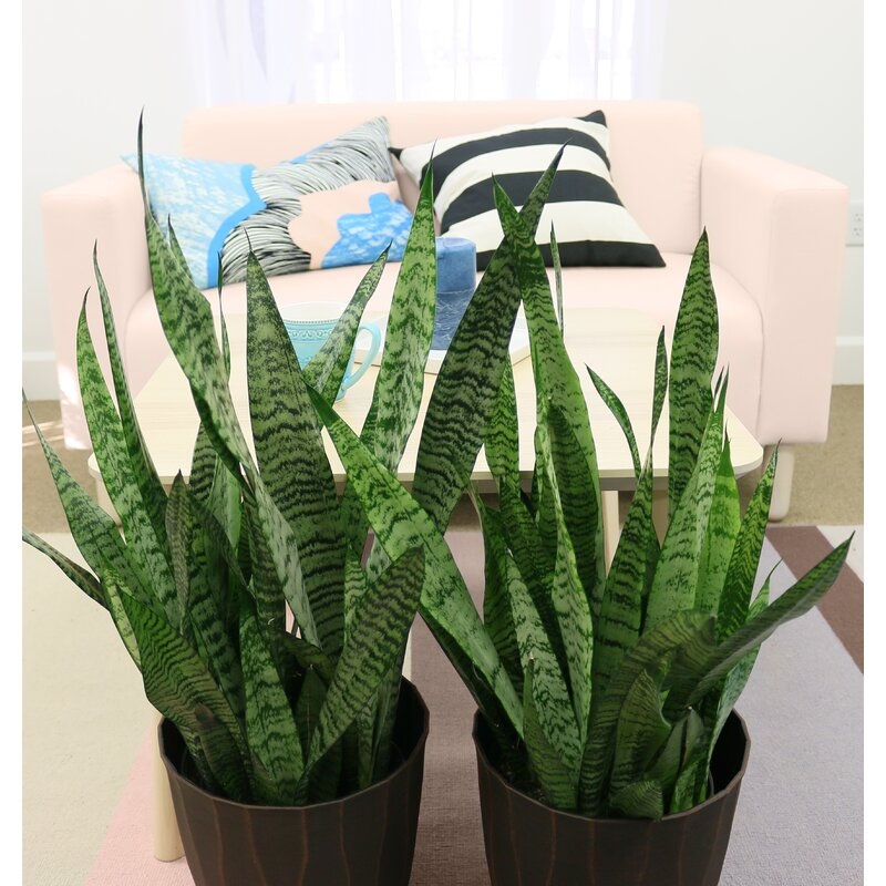Costa Farms Low Maintenance 24'' Snake Plant Floor Plant in a Wicker / Rattan Basket with Air Purifying Qualities for Outdoor Use - Image 4