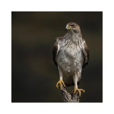 Bonelli's Eagle Darkness by - Wrapped Canvas - Image 0