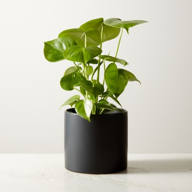 Live Monstera Plant 6" in Black Ceramic Pot - Image 0