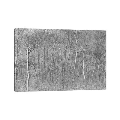 Birchwood Winter Forest Black And White Ii-NRV151 - Image 0