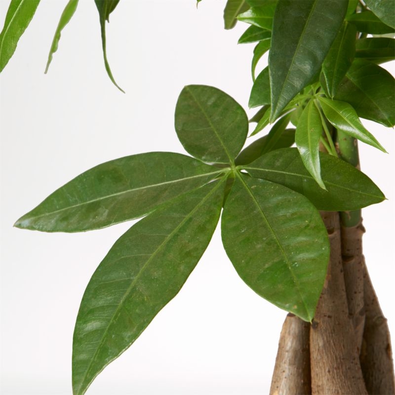 Live Money Tree Plant in Bryant Planter by The Sill - Image 1