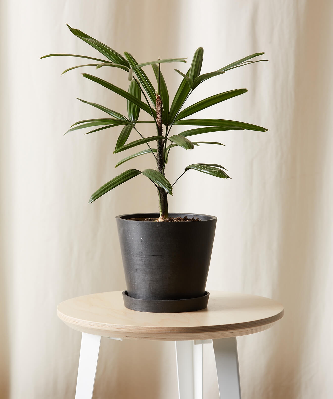 Rhapis Palm -  Charcoal - Image 0