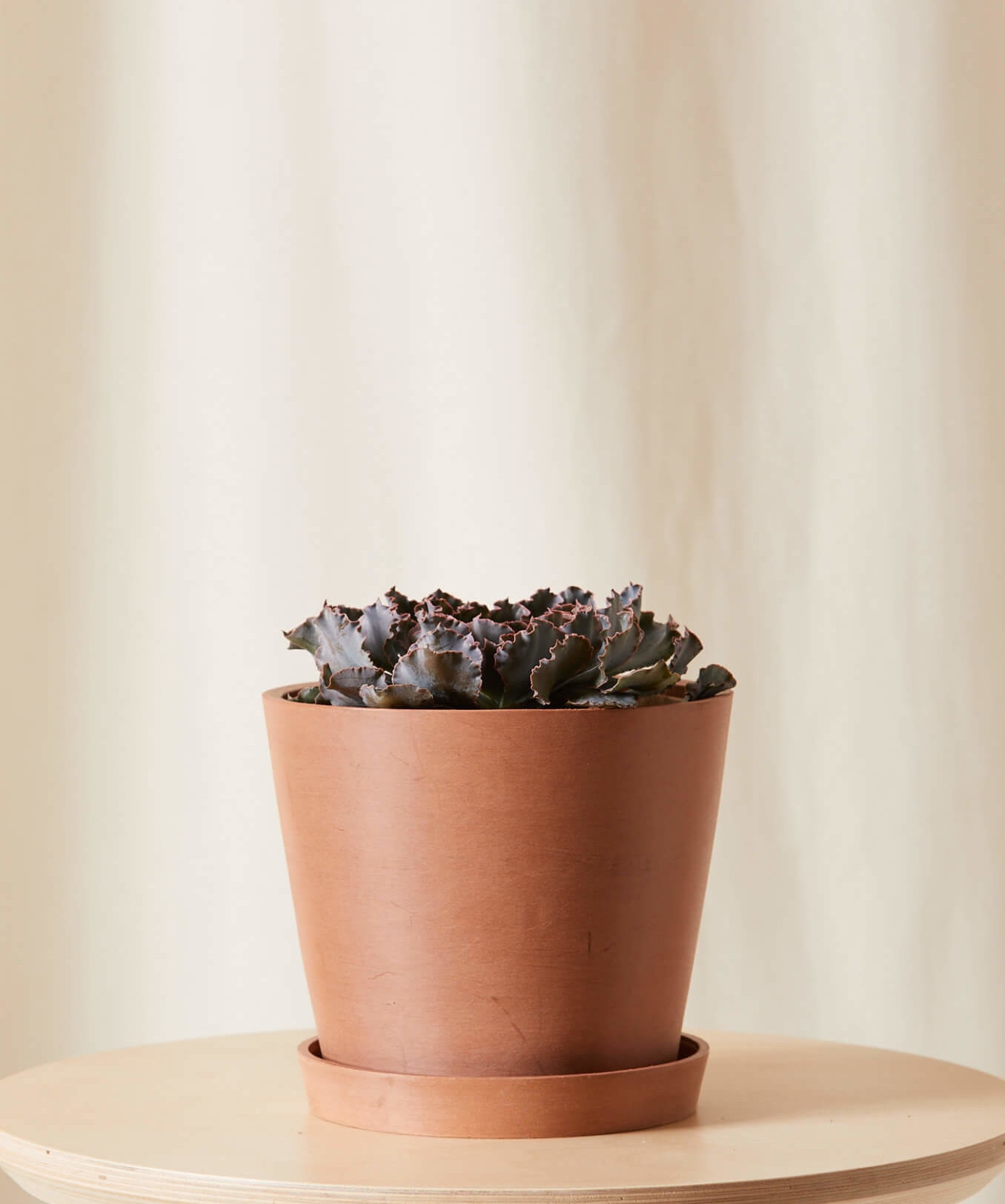 Echeveria Rosea -  Clay - Image 0