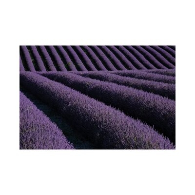 Lavender Fields On Valensole Plain, Provence, Southern France.-NDS8 - Image 0