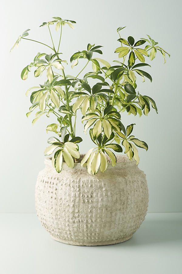 Nellie Pot By Anthropologie in Beige - Image 0
