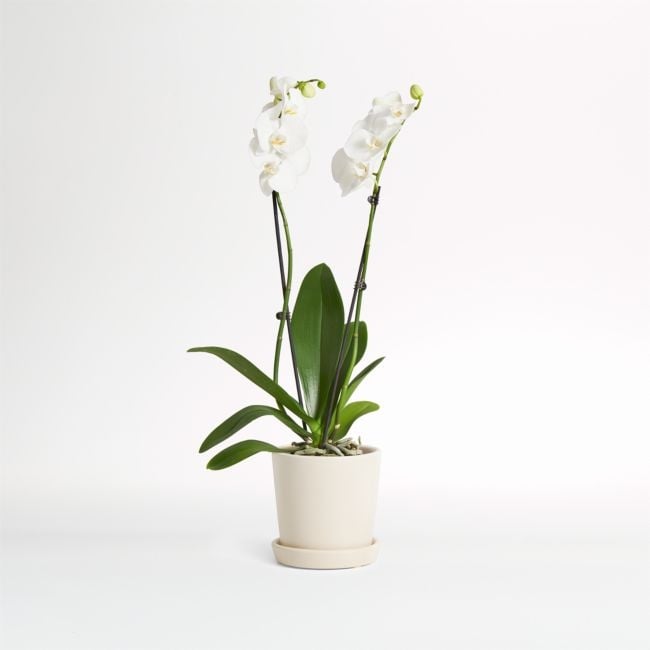 Live Double Stem White Orchid in Bryant Planter - Image 0
