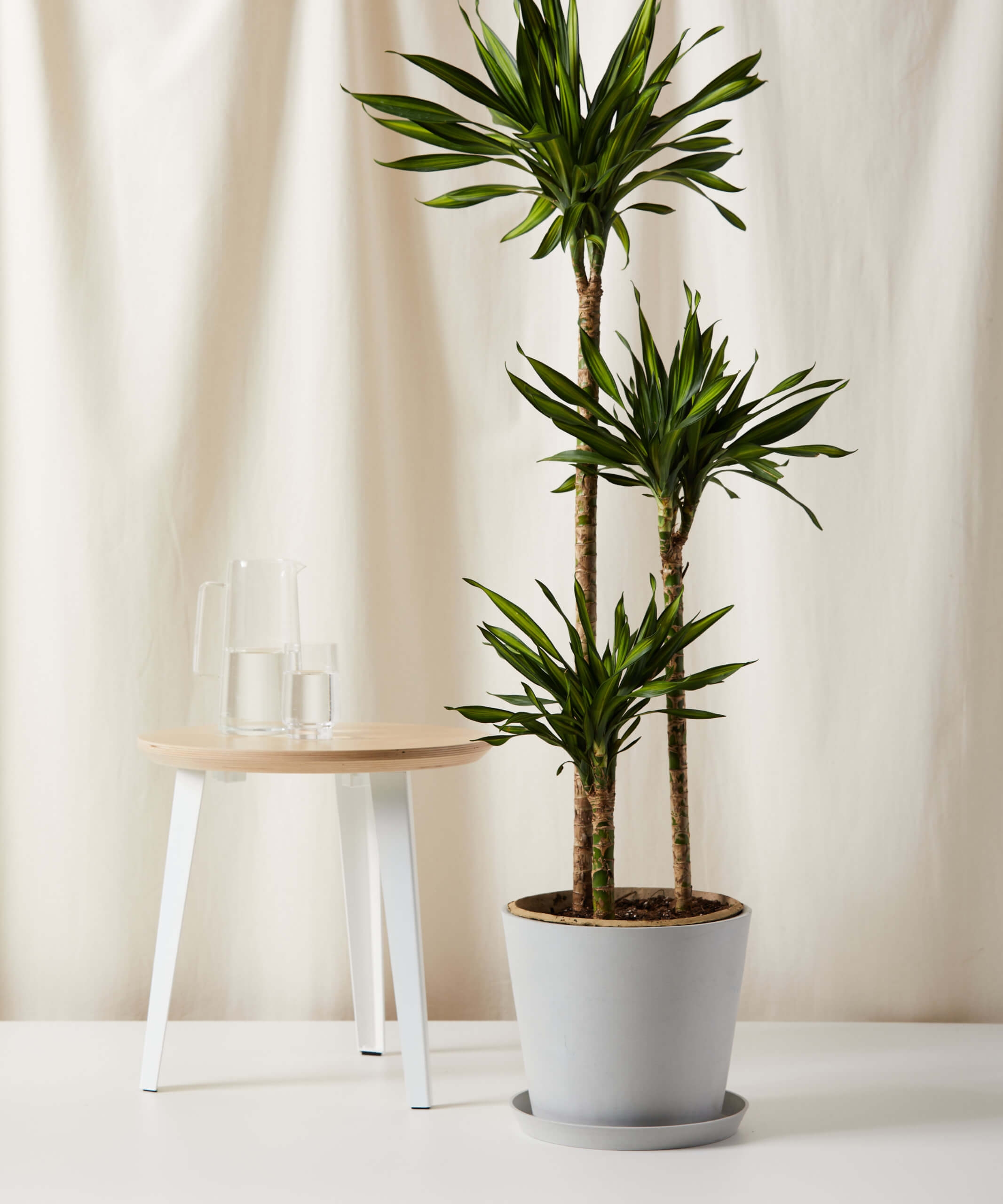 Dracaena Rikki Cane -  Stone - Image 0