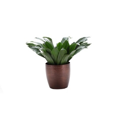 9" Live Janet Craig Compacta Plant in Pot - Image 0