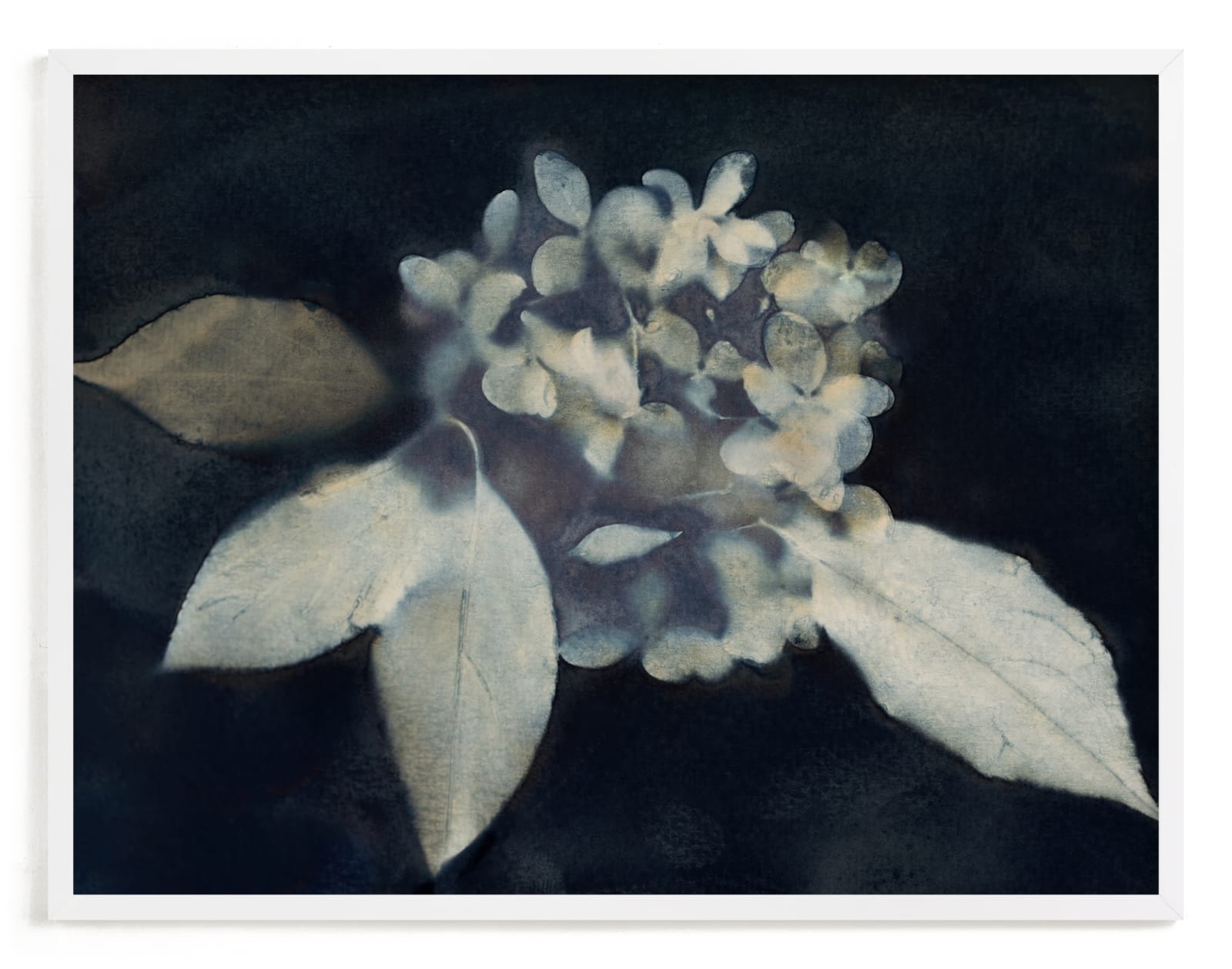 Hortensia Limited Edition Fine Art Print 2 - Image 0