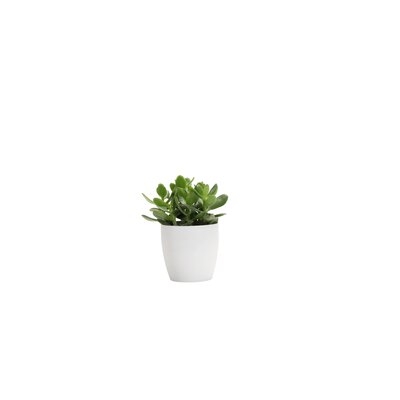 7" Live Jade Plant in Pot - Image 0