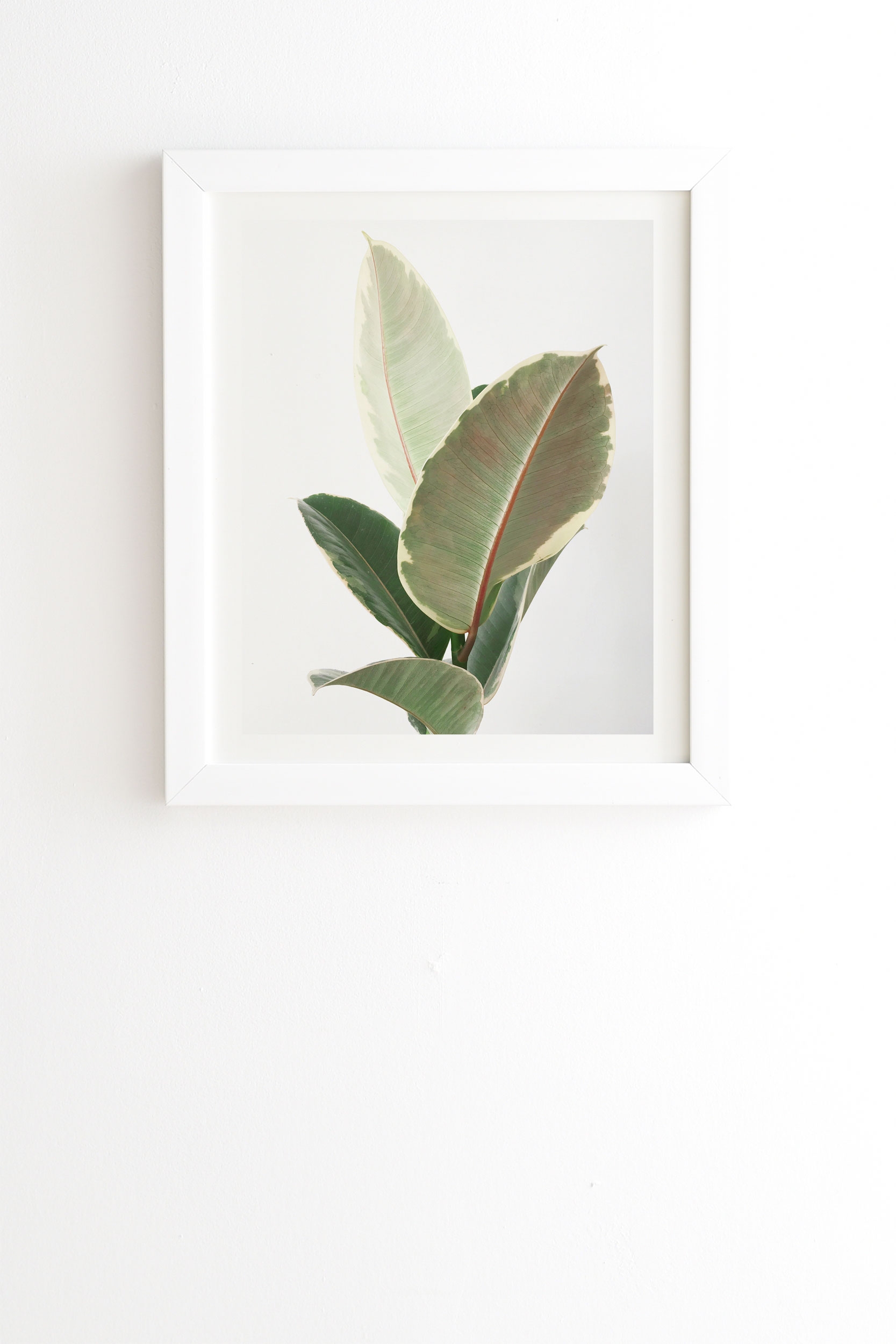 Ficus Tineke by Cassia Beck - Framed Wall Art Basic White 30" x 30" - Image 0