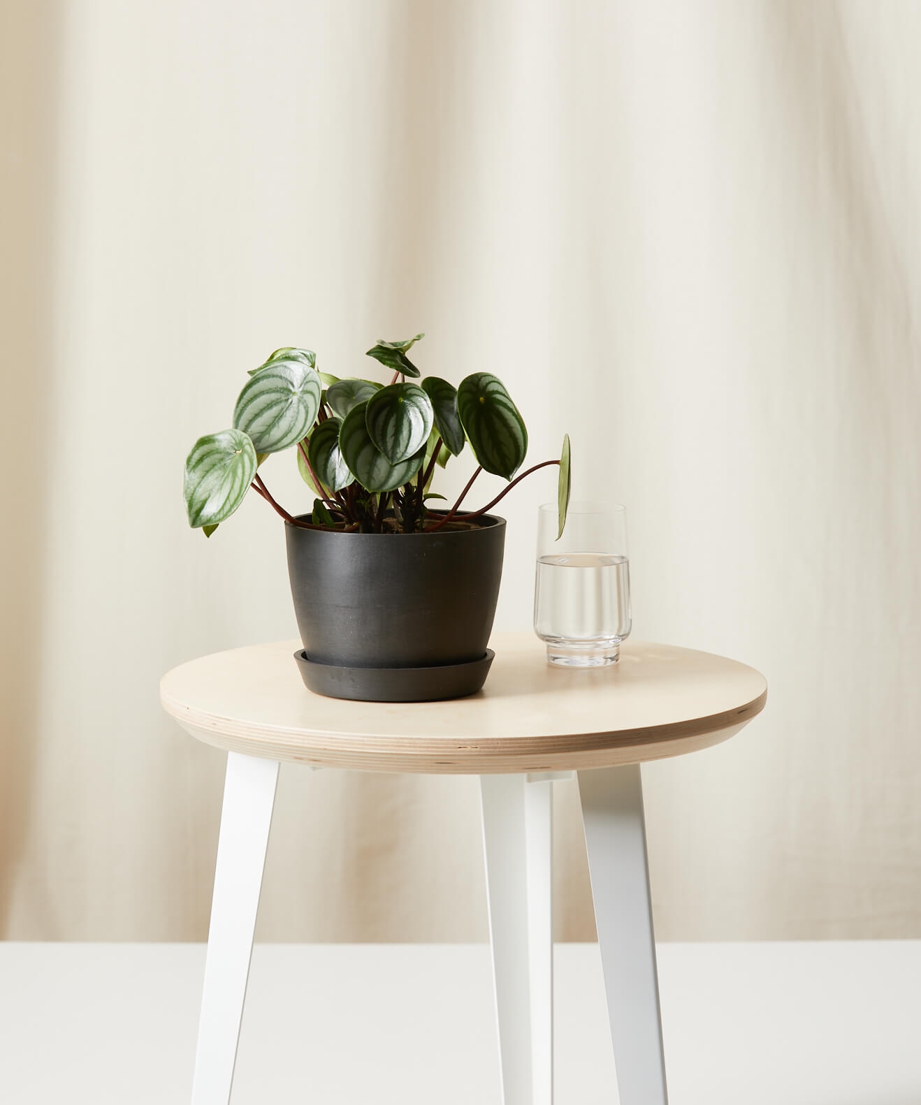 Peperomia Watermelon -  Charcoal - Image 0