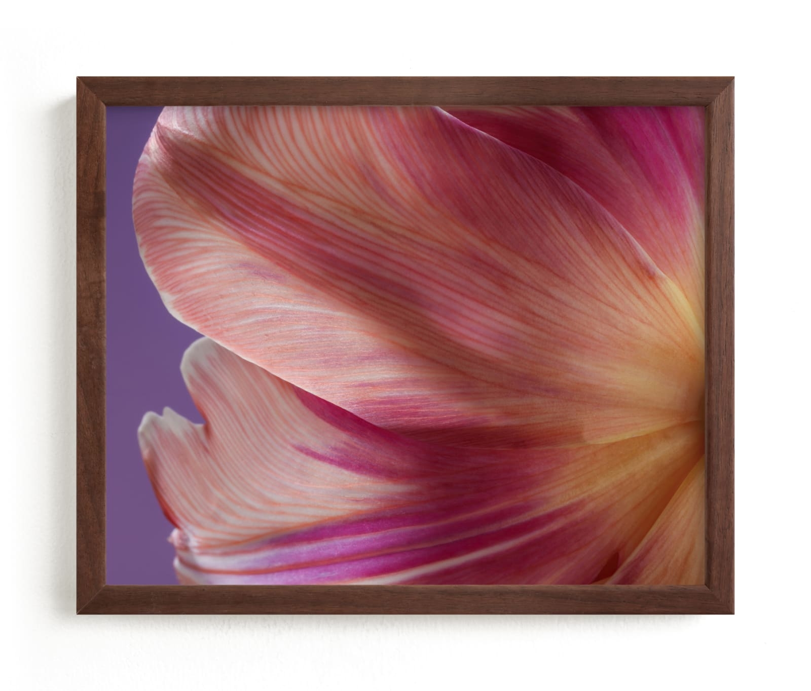 Parrot Tulip Limited Edition Fine Art Print 2 - Image 0
