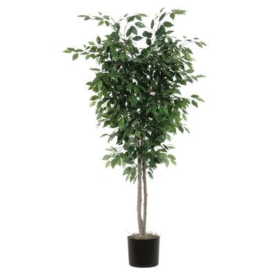 Ficus Deluxe Foliage Tree in Pot - Image 0