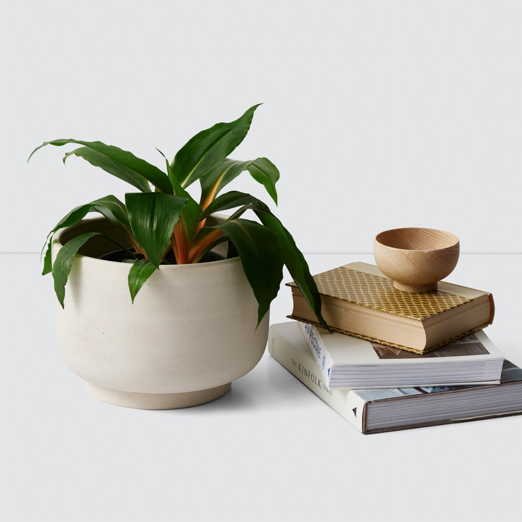 The Citizenry Paseo Tabletop Planter | Ivory - Image 1