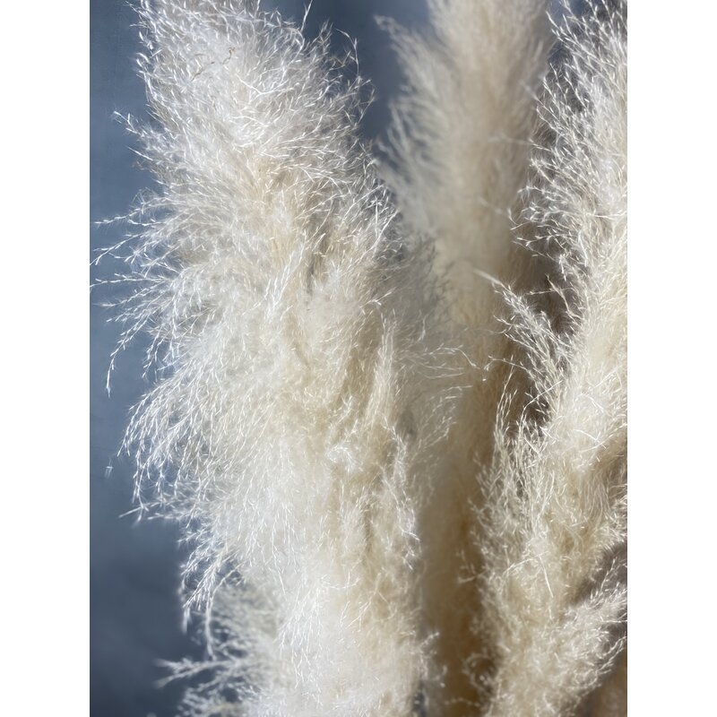 Preserved Pampas Grass Plant, Set of 6 - Image 3