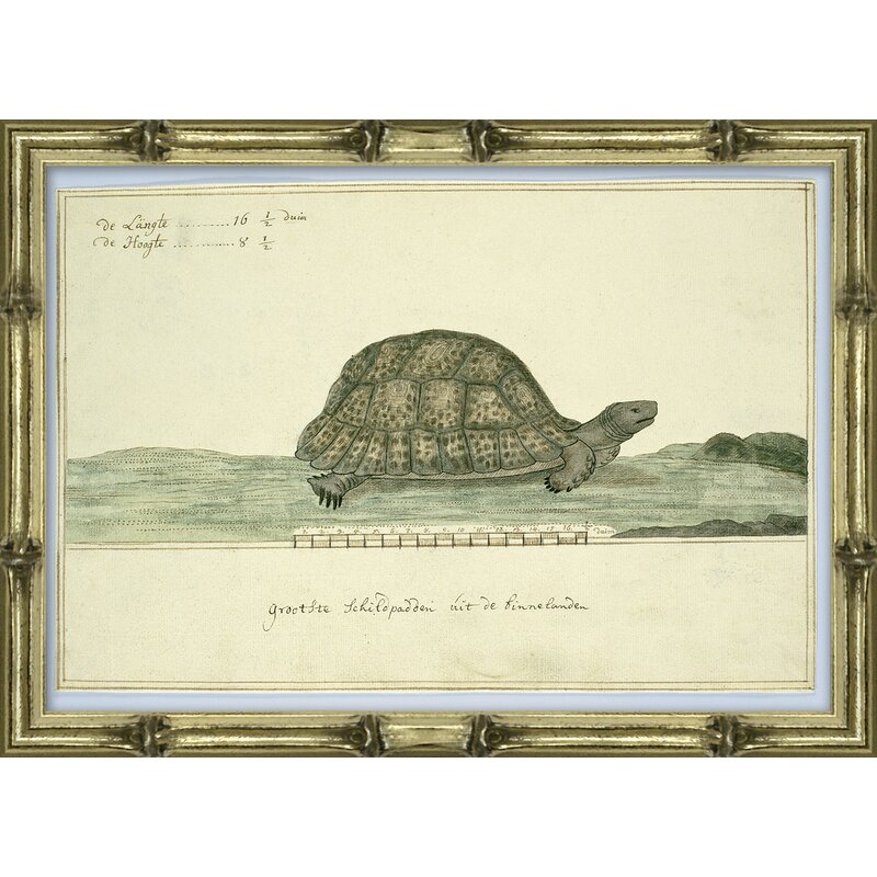 Soicher Marin 'Turtle Species Study IV' - Picture Frame Painting on Paper - Image 0