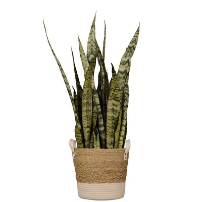 Sansevieria Zeylanica Snake Plant Live Indoor Houseplant In 10 Inch Beige And White Whicker Basket - Image 0